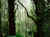 Reserva Monteverde
