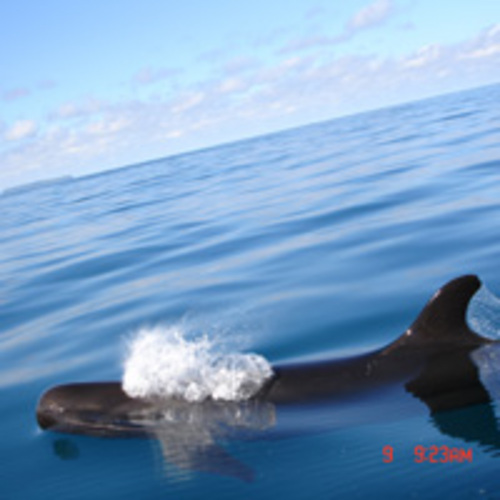 Tour de dauphins et baleines