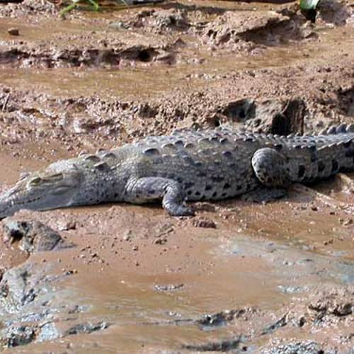 Crocodile Night Safari