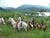 Horseback Riding - Turrialba