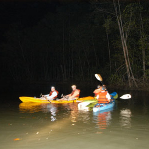 Night Mangrove Kayaking