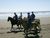 Beach Horseback Riding - Manuel Antonio
