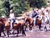 Horseback Riding - Bahia Salinas