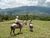 Horseback Riding - Tenorio