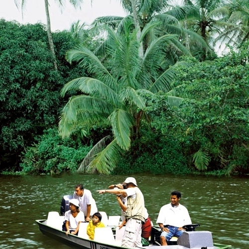 Rainforest, cascades et ponts suspendus